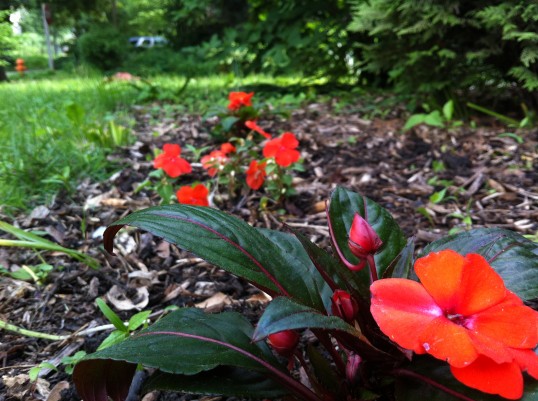 photo(1)